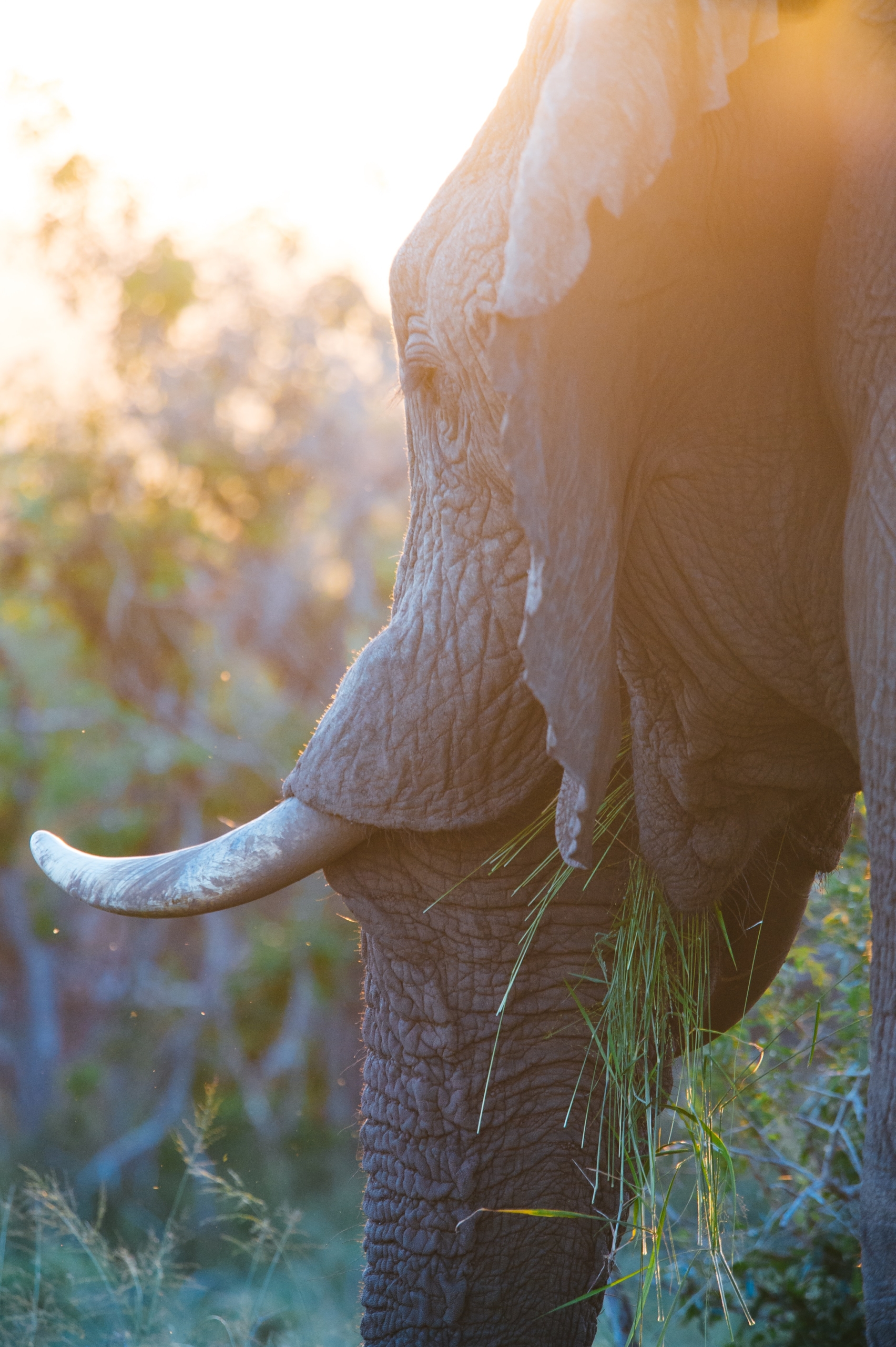 Putting wildlife crime on a par with terrorism financing and human ...