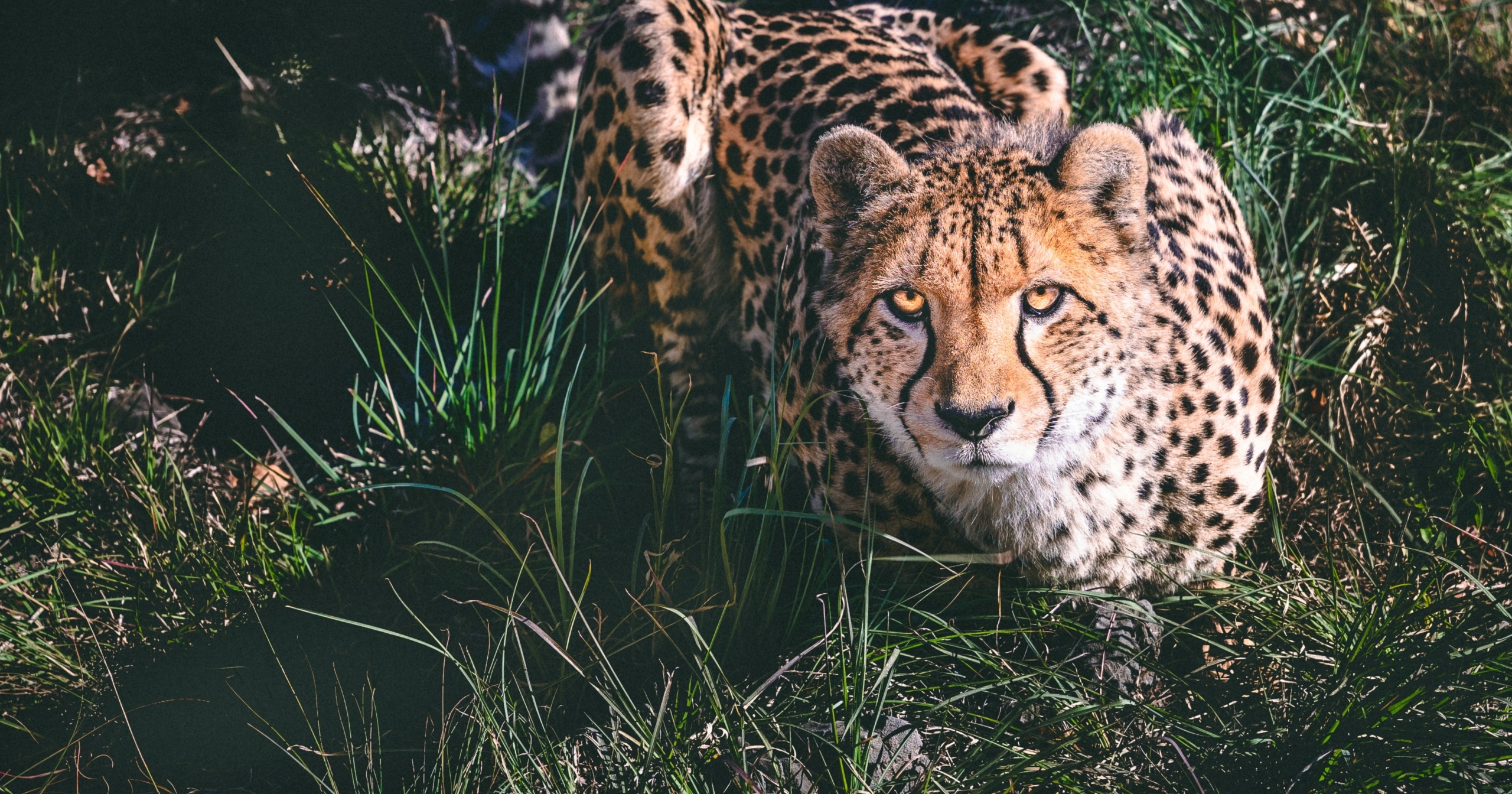 michael-aleo-tb4usTZrhLw-unsplash