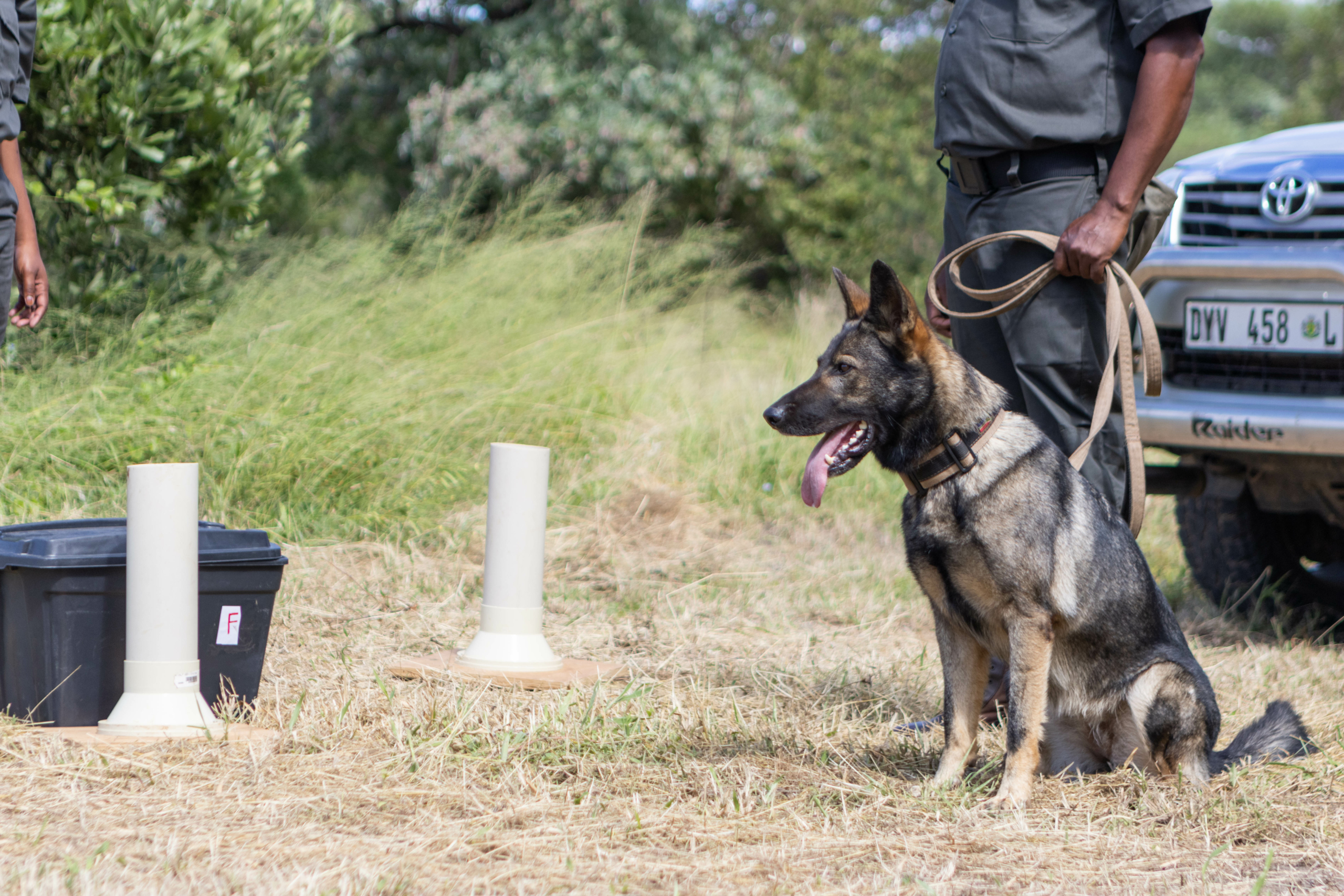 A well-trained dog showcasing obedience skills in a dog show setup - Year 2023