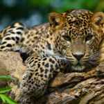 A,Predatory,Jaguar,On,A,Tree.