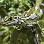 Repatriated gecko 2 - credit Wellington Zoo_web