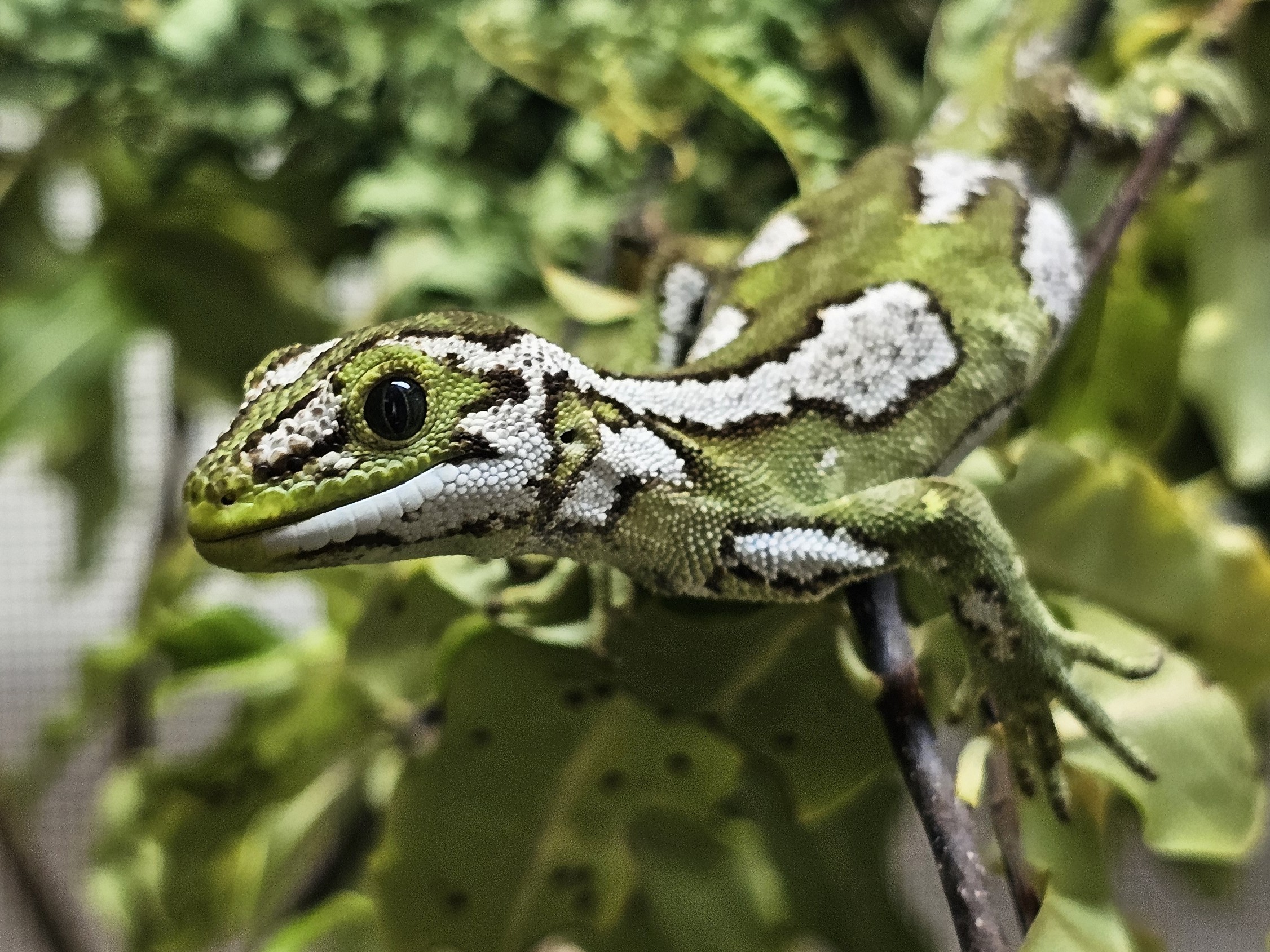 Gecko Zoo Global cross-border collaboration brings six stolen jewelled geckos ...