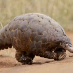 scaly-anteater